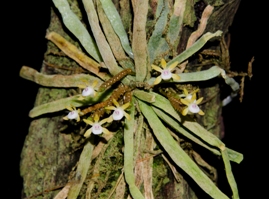 Cattleya jenmanii Melissa Burzell AM/AOS 80 pts.